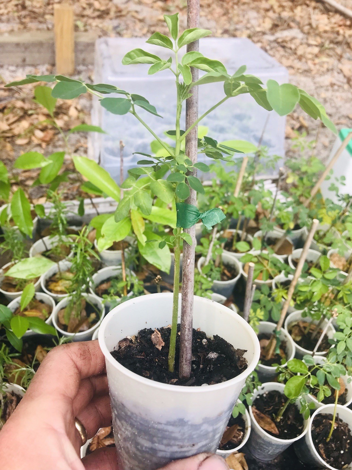 Moringa Oleifera Miracle Tree Life Plant Organic 12” In 4” Pots 6 month grow