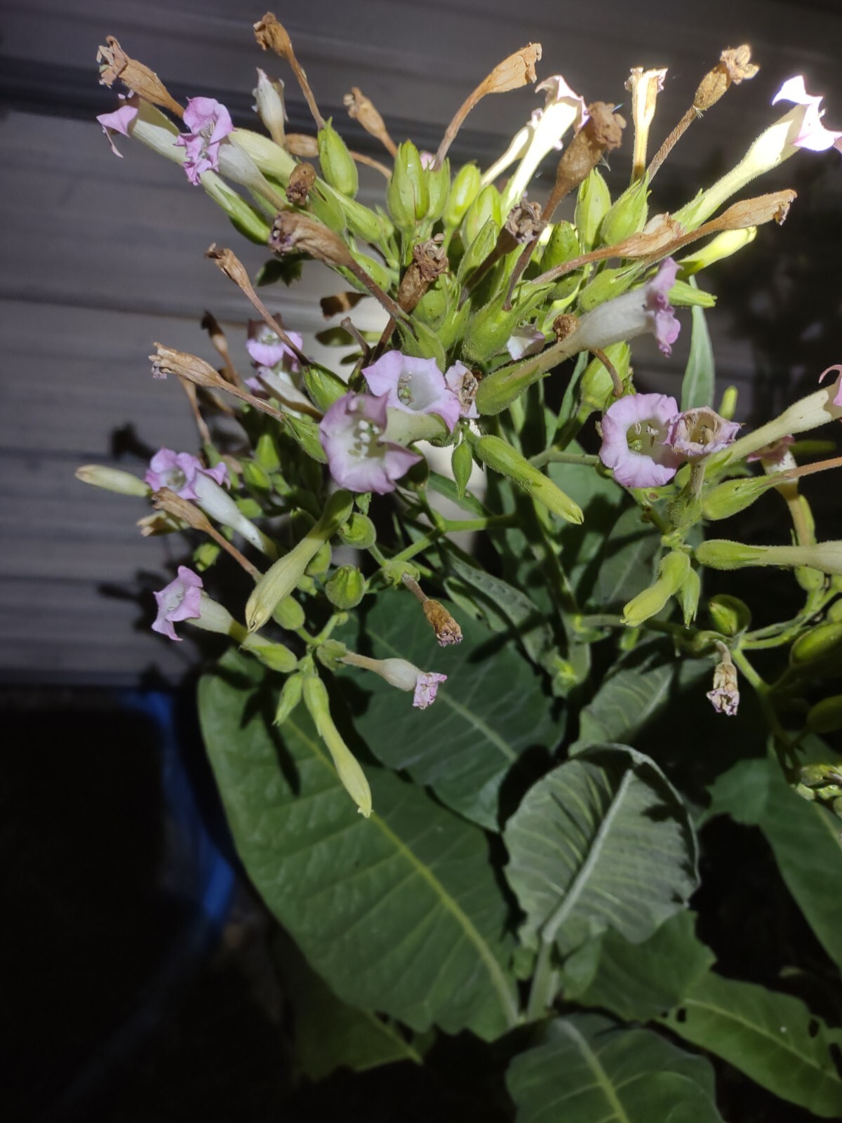 LOUISIANA PERIQUE TOBACCO Nicotiana tabacum 150 seeds! 2022 harvest. Smoking
