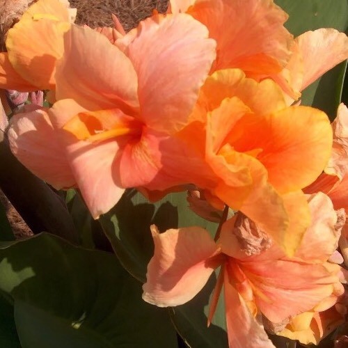 Canna Tropical Sunrise Large Blooming Size Bulbs, Lot Of (3) Rhizomes Green Leaf