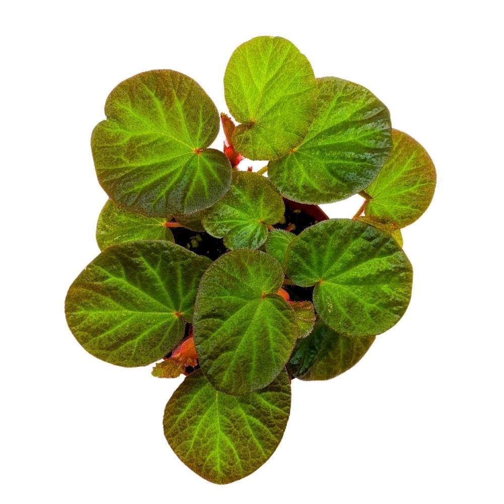 Begonia Manaus, 4 inch Rhizomatous Rhizo Green Orange Brown Fuzzy Leaves