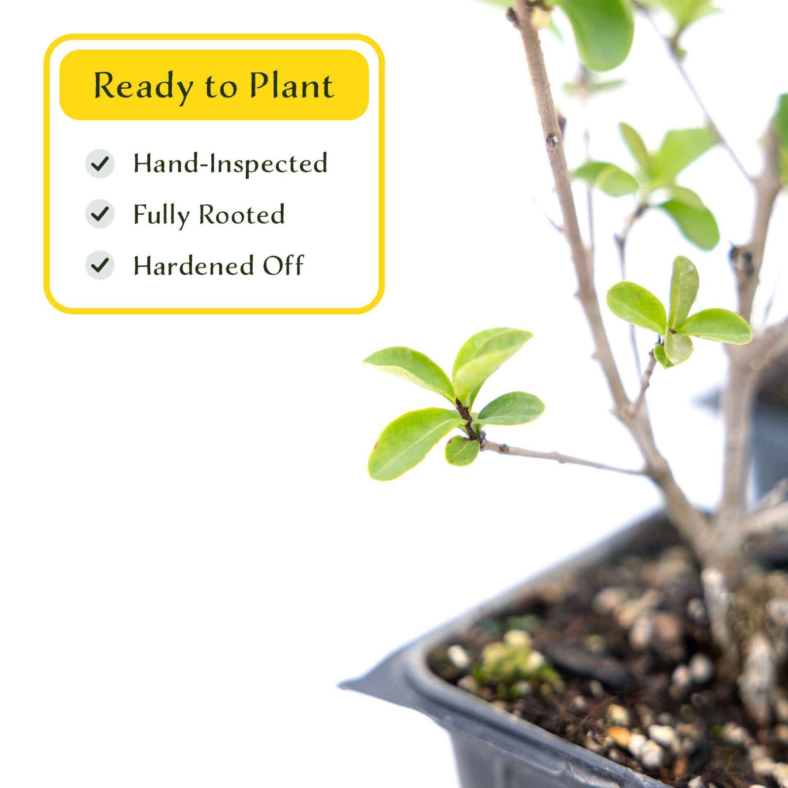 2 Lodense Privet Plants in 3.5″ Cubes, Compact Dwarf Evergreen Shrub (Ligustrum)