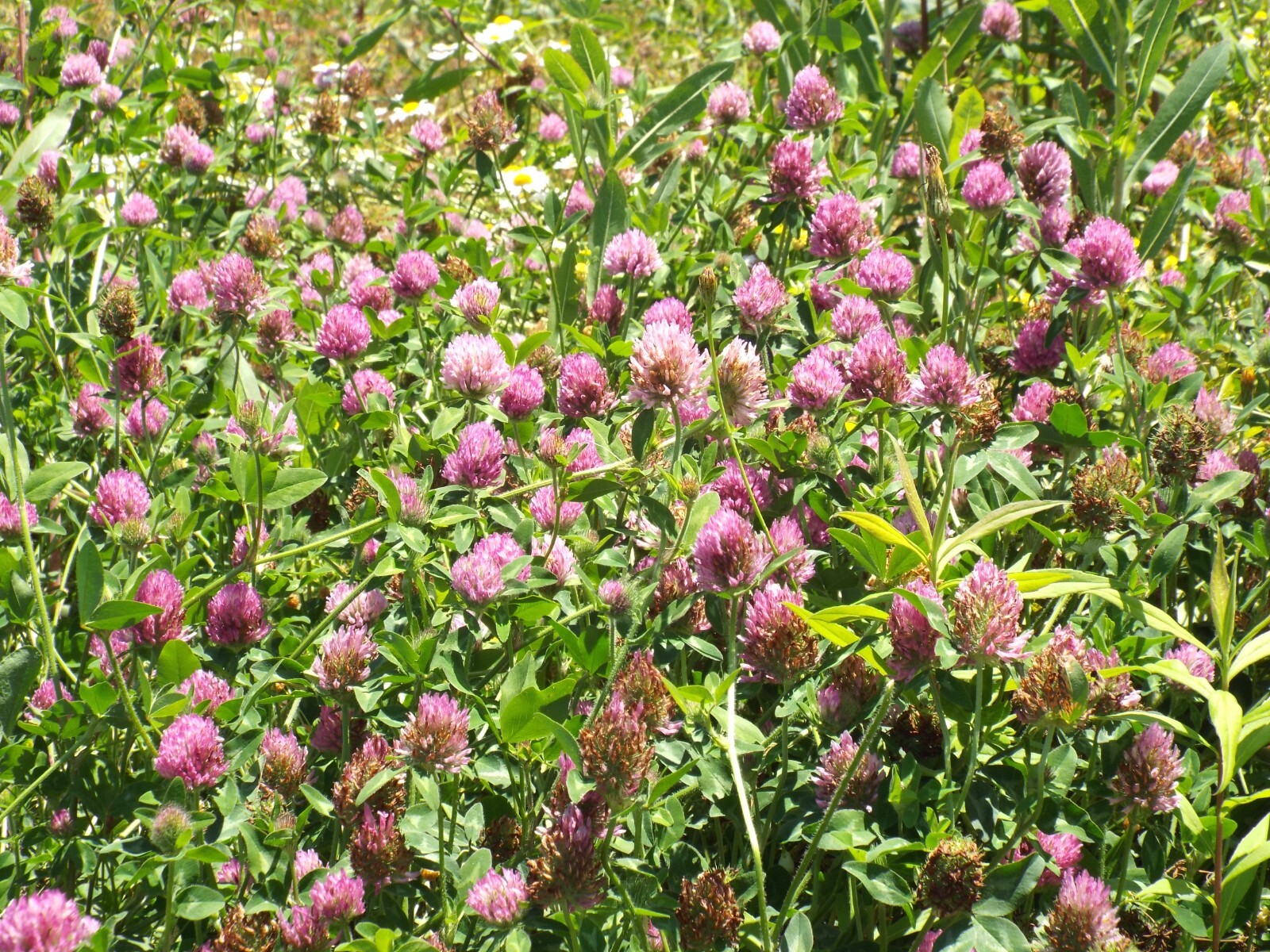1000 Mammoth Red Clover Seeds – Trifolium pratense Mammoth – Non-GMO Seeds