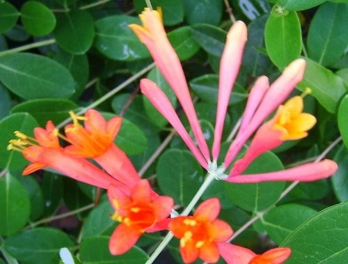 Coral Honeysuckle Vine Plant Bright Orange Flowers in Spring Florida Native