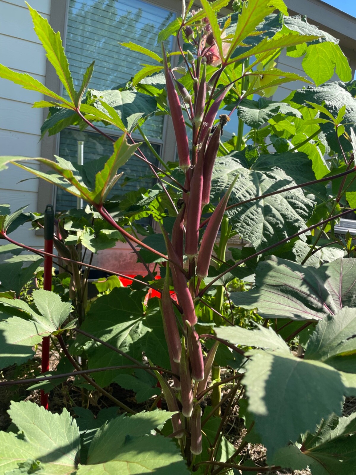 60+ Okinawa Pink Okra Seeds Open Pollinated No pesticides. Early and Prolific