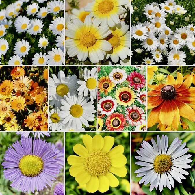 500+ Mix Daisy Crazy Seeds – Daisy Flower Seed Mix | Attracts Hummingbirds USA