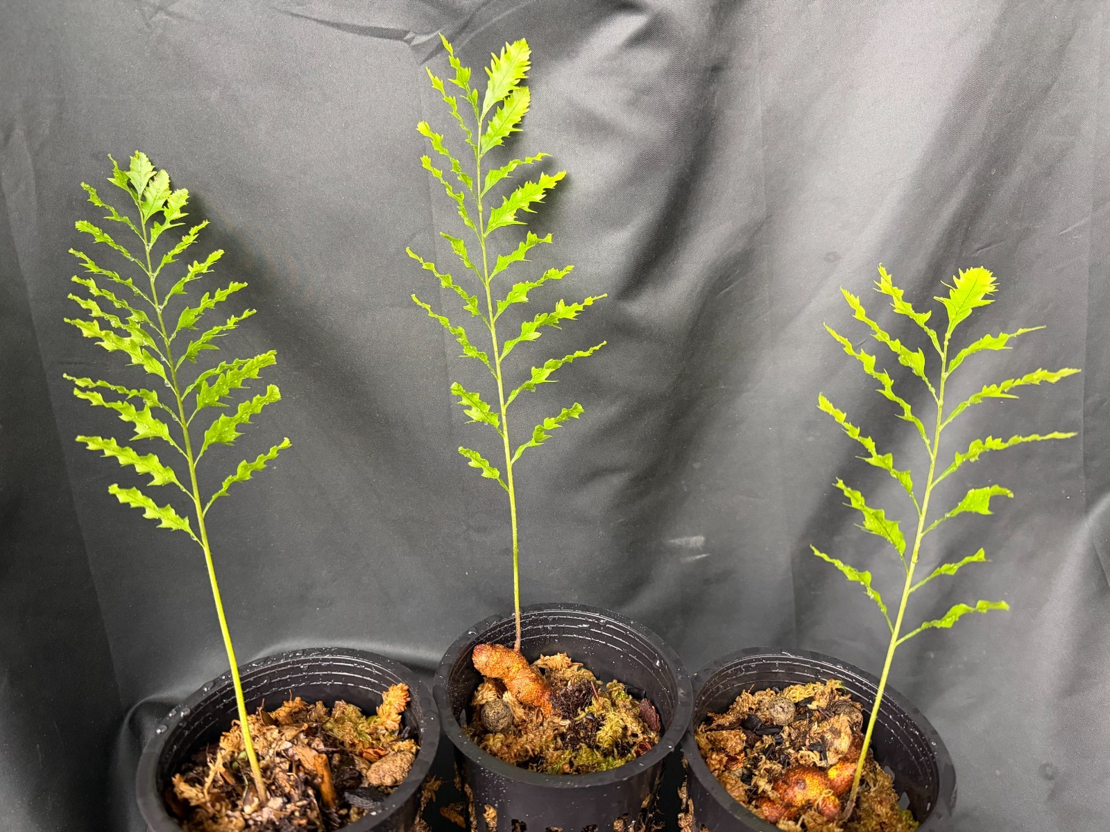 DRYNARIA RIGIDULA var WHITEI Size B- not staghorn or platycerium fern tropical