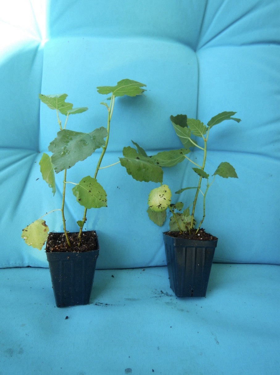 Brown Turkey Fig Tree SMALL ROOTED Starter Plant ~Ficus carica