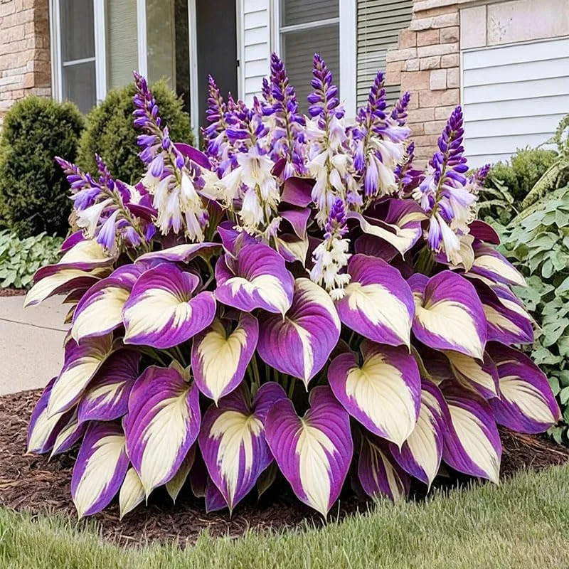 170+ Mix Hosta Seeds for Planting – Perennial Shade Garden Plant Seeds