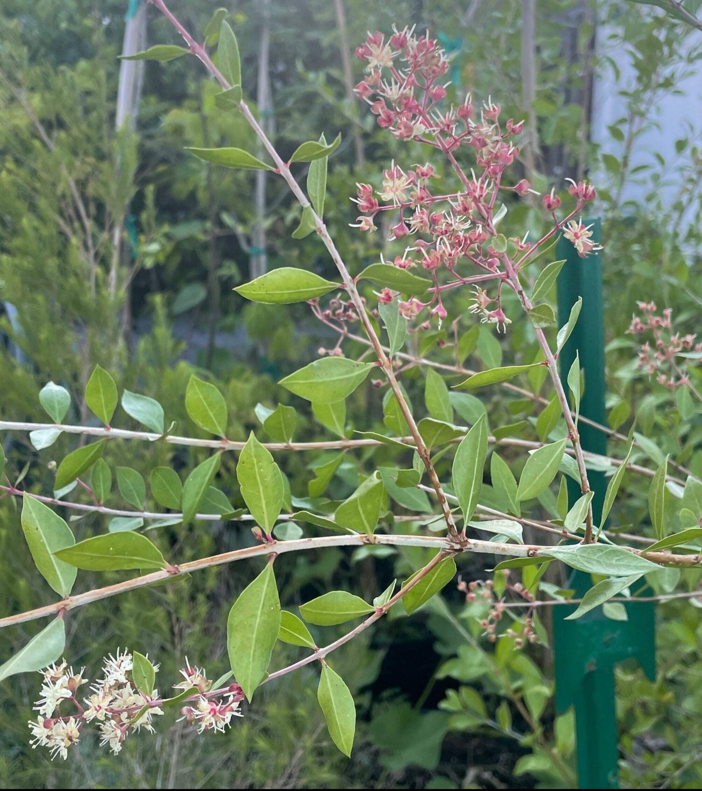 Henna Starter Plant – Lawsonia Inermis Easily Make Your Own Natural Ink For Art