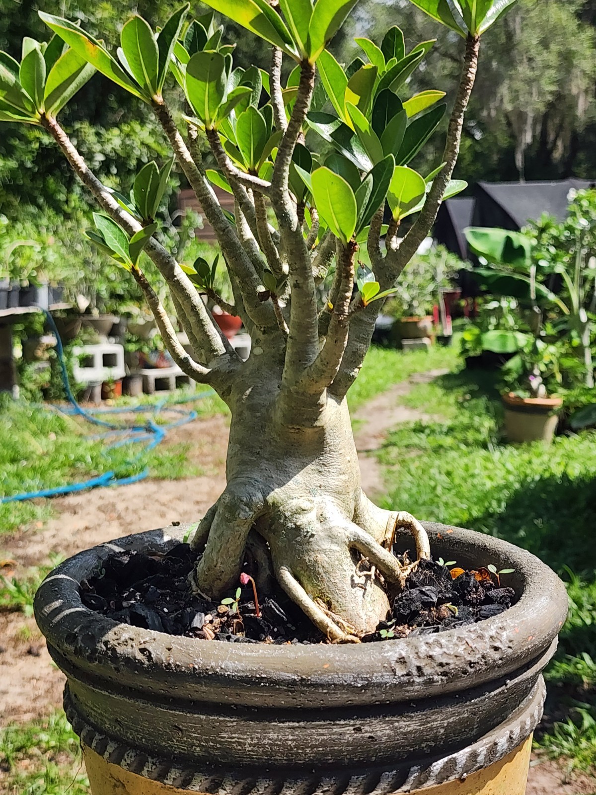#H…Adenium THAI SOKO Desert Rose… torpedo !! Plant perfect for bonsai