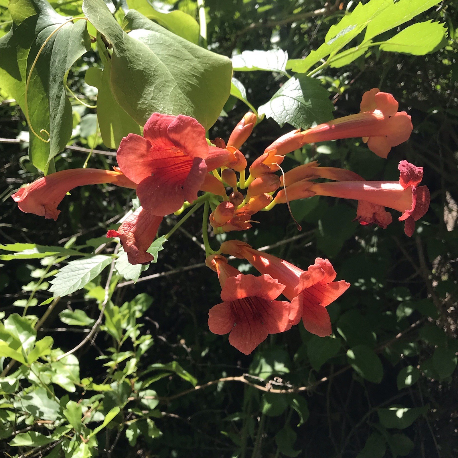 3 Reddish Orange Hummingbird Trumpet Vine Starter Plants 6-12 Inches 3 Reddish