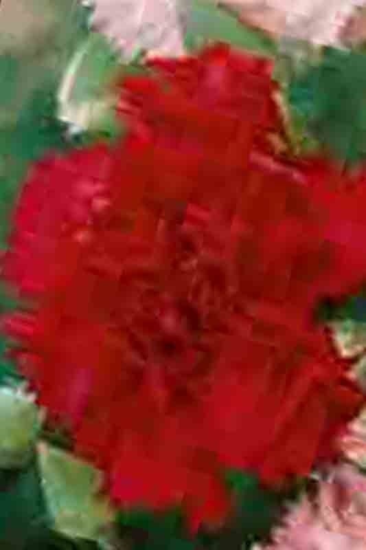 CARNATION AUTUMN MIX 100 SEEDS RARE DIANTHUS CHABAUD FLOWERS DOUBLE BLOOMS USA