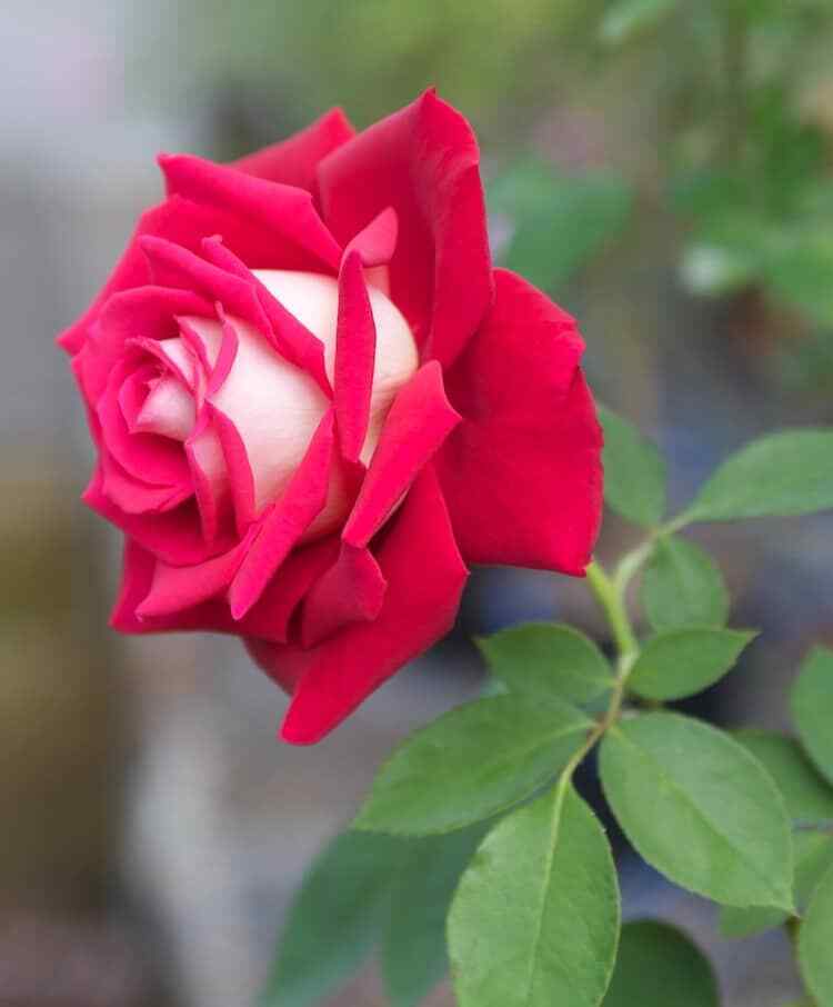 Midnight Blue, Black, Duo Color Rose 100 Seeds~ Rare-Free Shipping-USA Seller