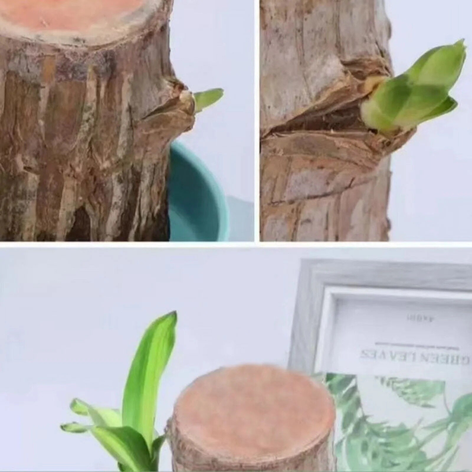 Brazilian Wood Plant Water Raise Mini Brazil Lucky Wood Potted Tree Indoor Decor