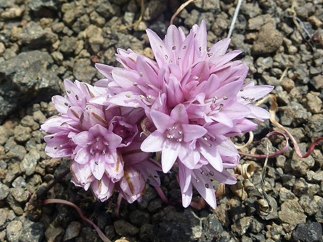 Allium parvum | Small Onion | 10 Seeds