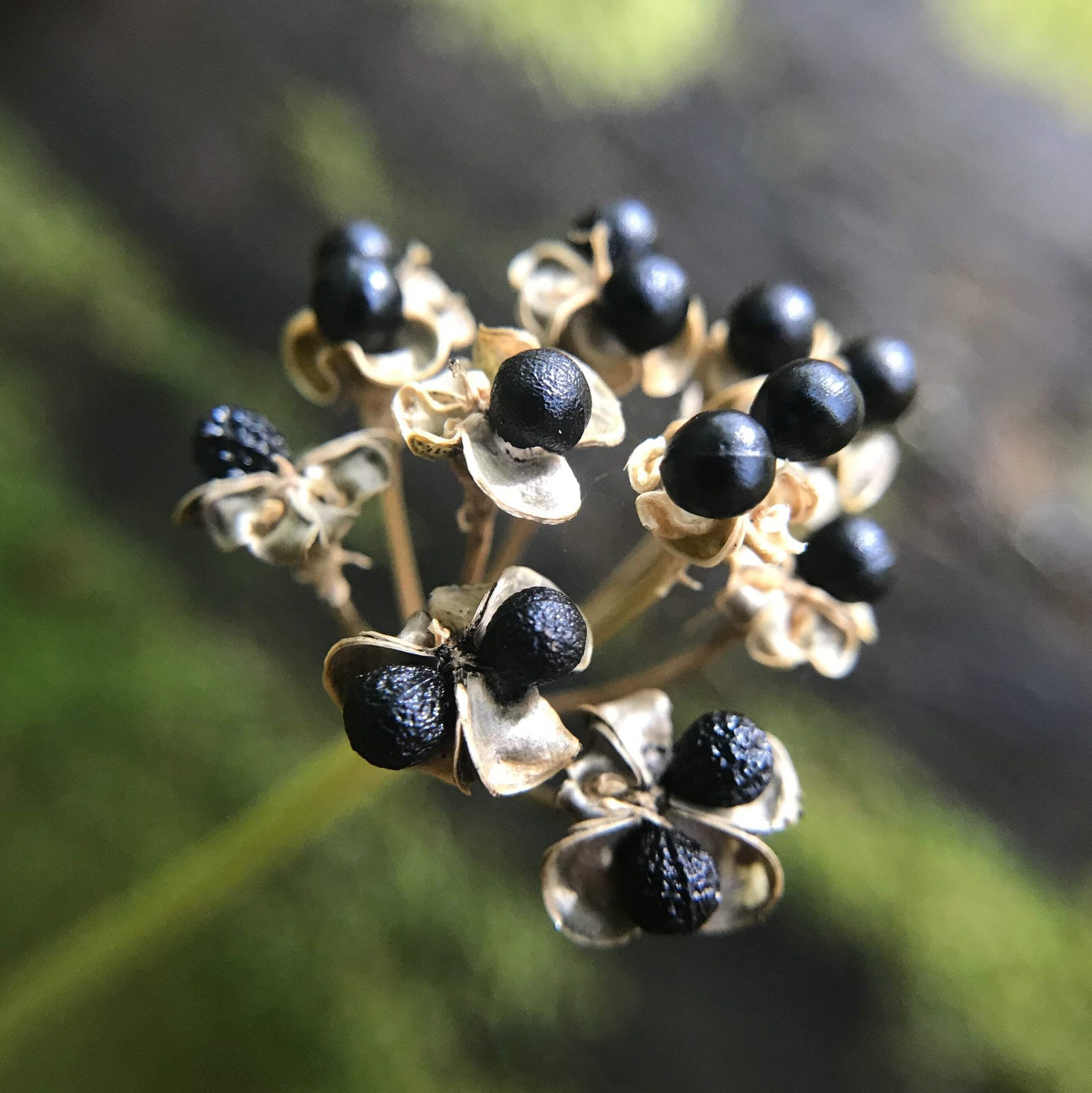 Ramp (Wild Leeks) Seeds (Allium tricoccum) ~Wild Edible Woodland At Risk Species