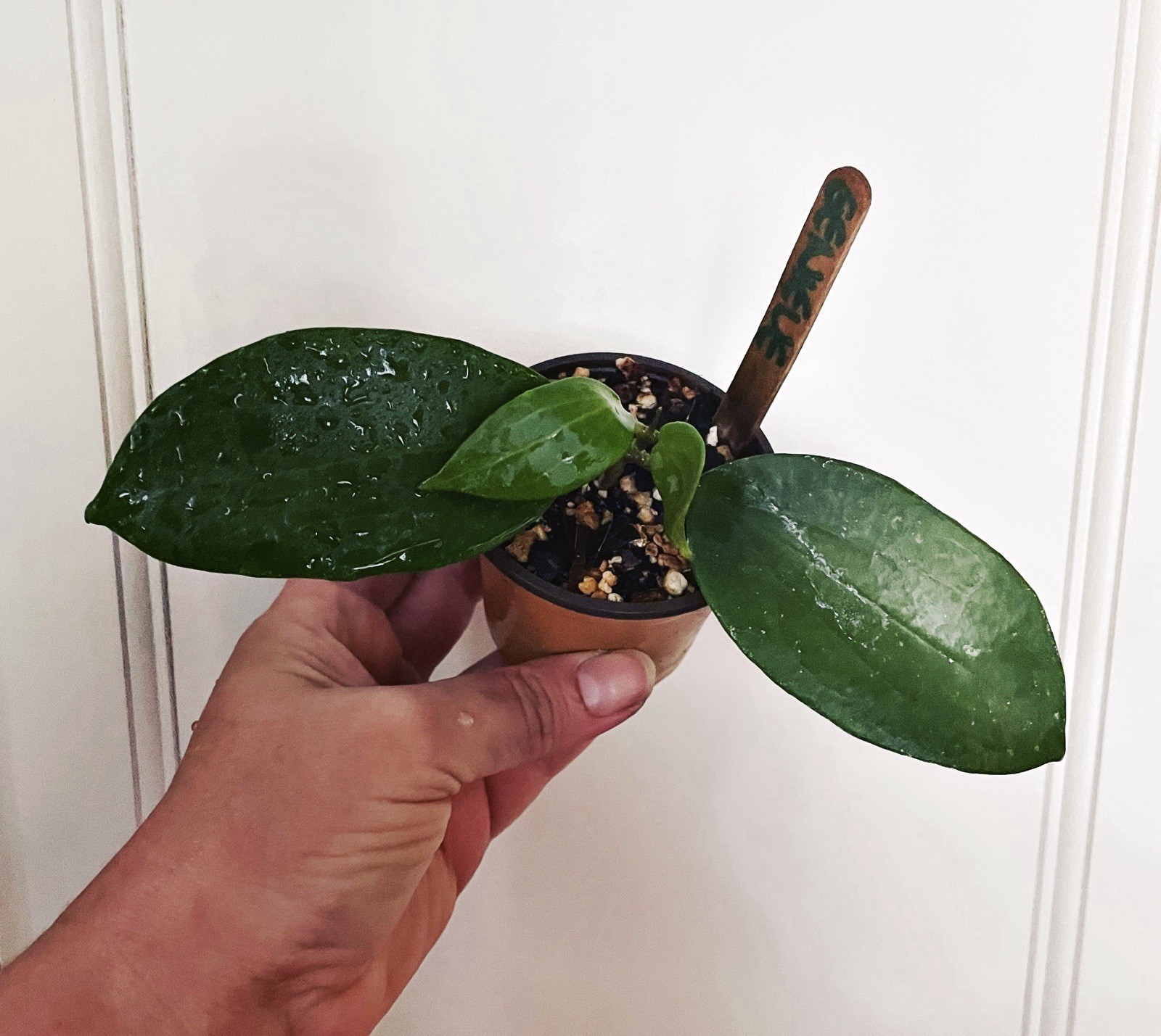 Rare Hoya Genieve MB-1141 Yellow Green Wax Flower Tropical Vining EXACT Plant