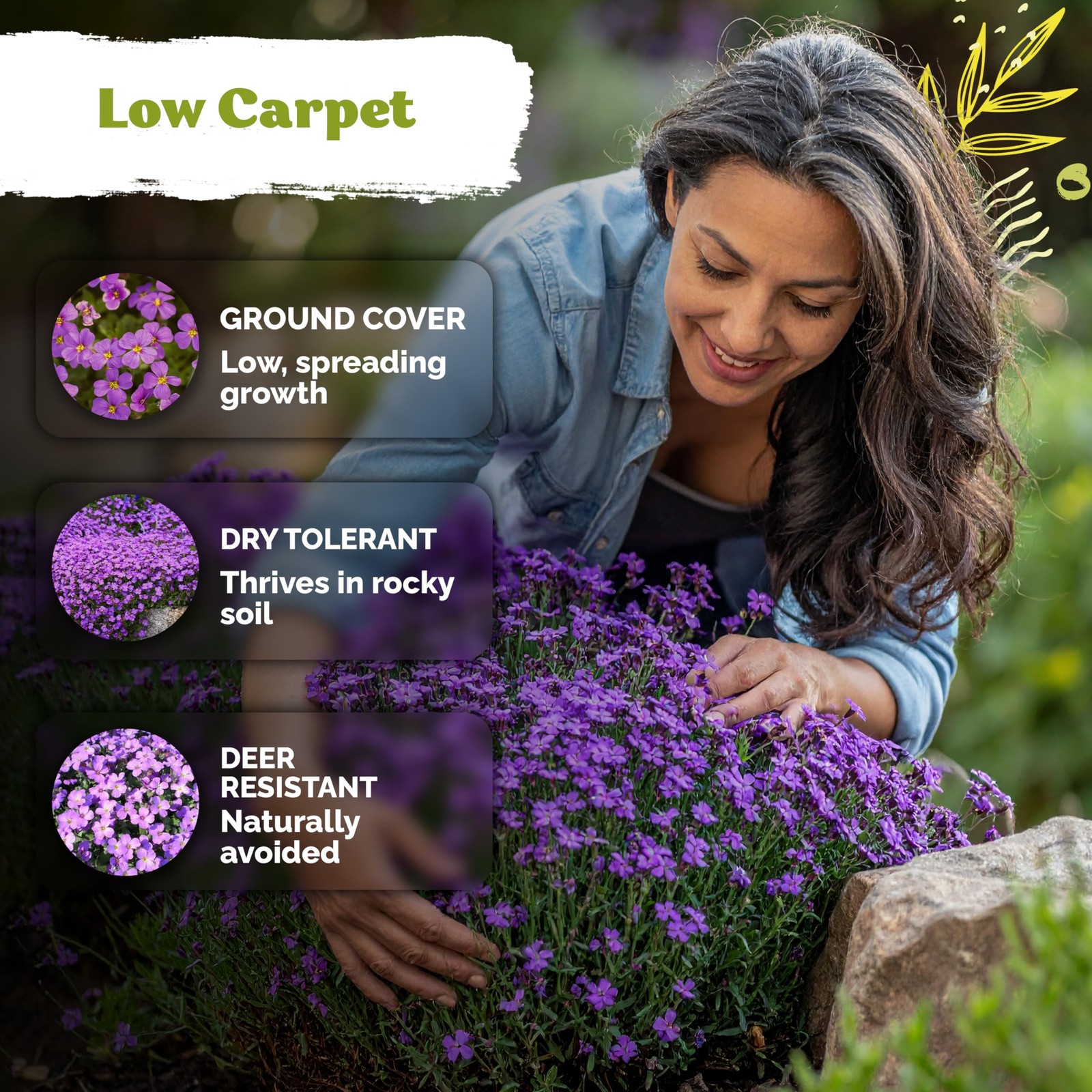 KVITER 1,000 Purple Rock Cress Seeds Perennial (Aubrieta deltoidea)