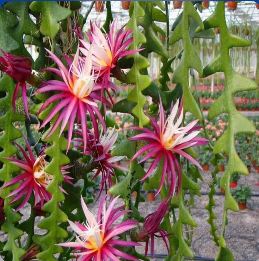 Selenicereus anthonyanus Red Pink White Rick-Rack Jungle Cactus Species 3” Pot