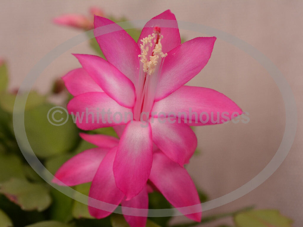 Thanksgiving Cactus – Schlumbergera cuttings select from named varieties