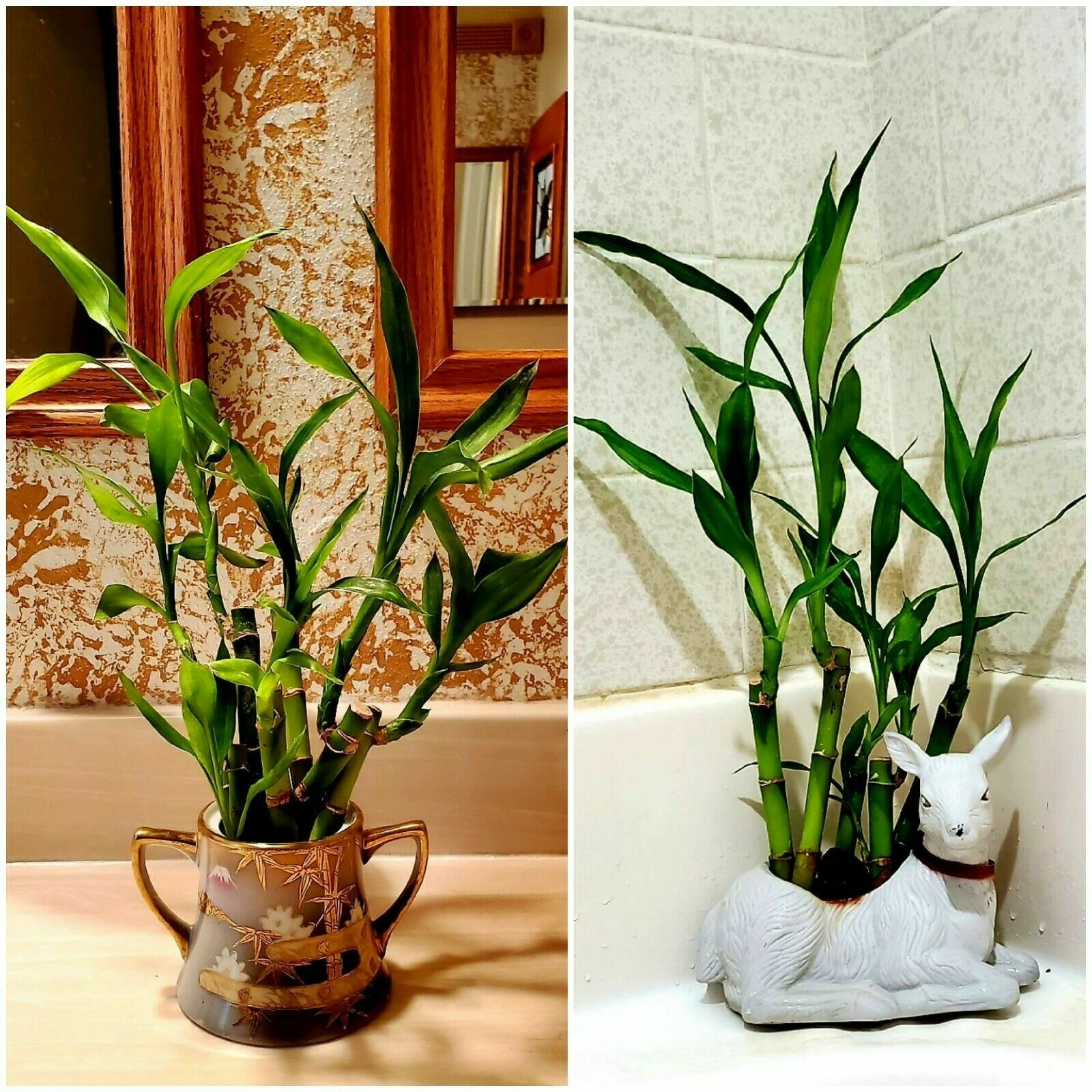 20 LUCKY Bamboo Plants 4″ Well Rooted Stalks, GIFT, LIVE PLANT, Wedding Favors