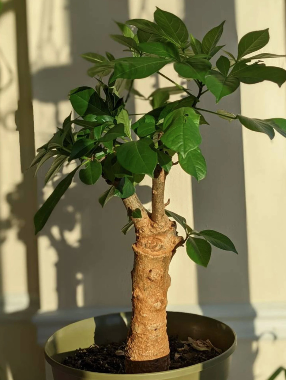 Bonsai Tree Starter Seedling Live Caudex Plant Baobab Boab Bottle Tree