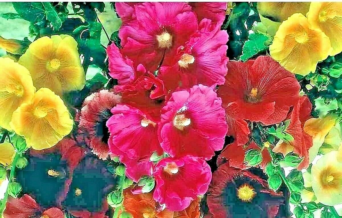60 HOLLYHOCK RARE MIX SEEDS AUTUMN GARDEN PLANTING HUGE FLOWERS BEES BORDERS USA