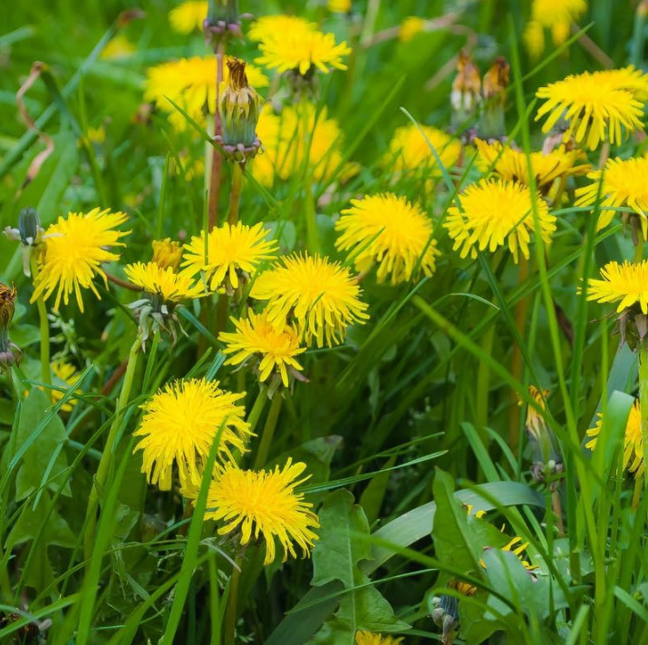 3 Live Dandelion Herb Plant – Taraxacum officinale–Edible Herbal Plant in 4″ Pot
