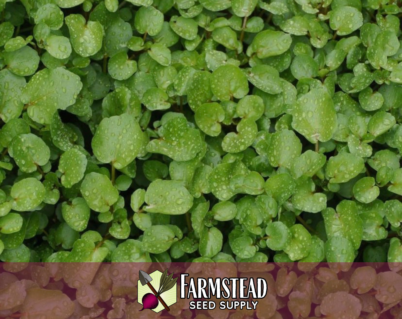 1,500+ Curled Cress Seeds | Asian Herb / Vegetable Gardening Seed Packet