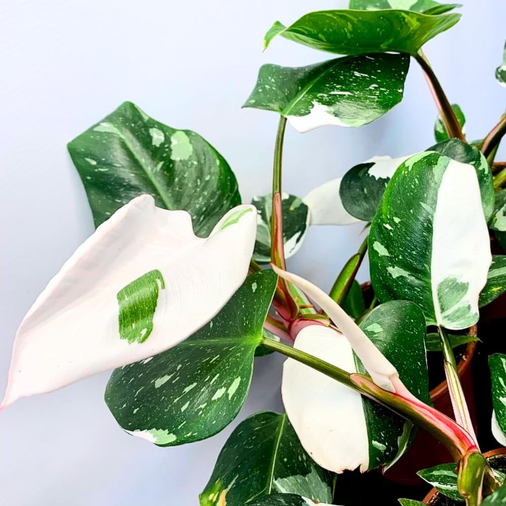 2 Pink Philodendron Plants, Variegated Leaf Houseplant