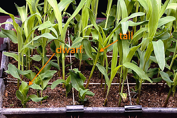 Roundup Ready RR Dwarf Corn Food Plot Seed – 5 Lbs.