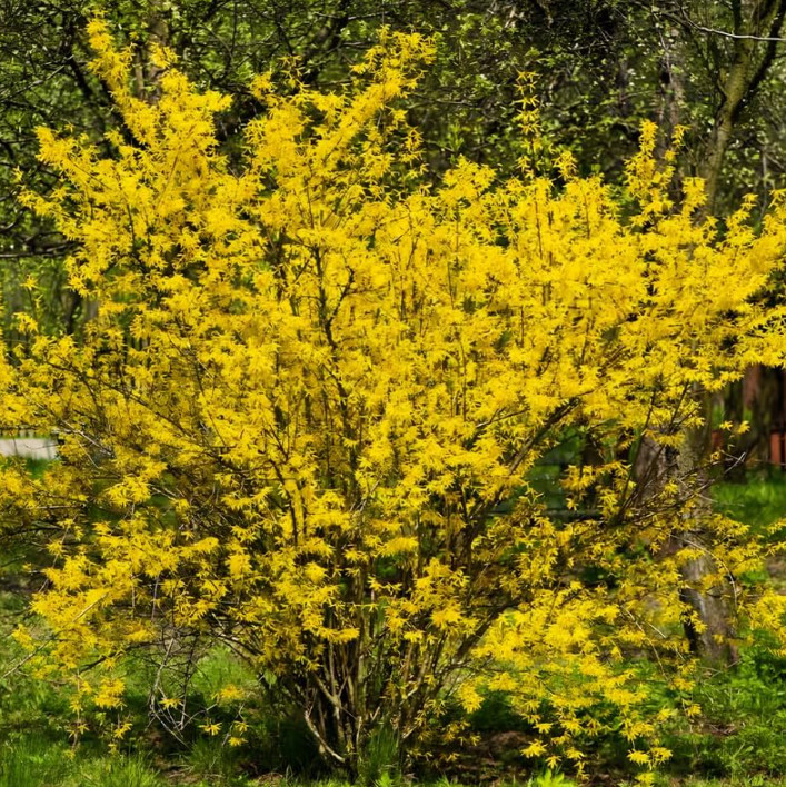 Live Lynwood Gold Forsythia Plant – 6–12” Tall – 4” Pot – Flowering Shrub