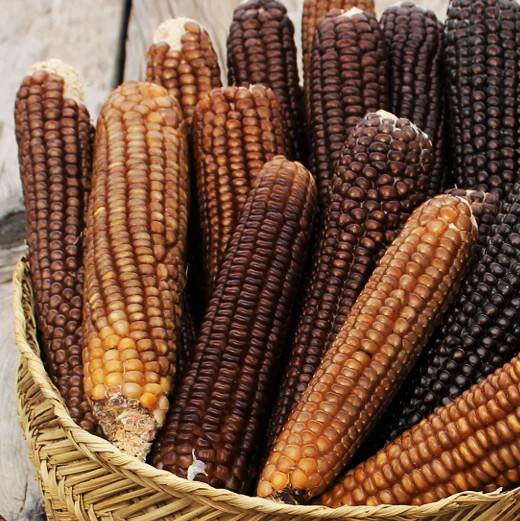 Shades of Brown Ornamental Corn Seeds | Tan Bronze Black Glass Popcorn Seed 2025