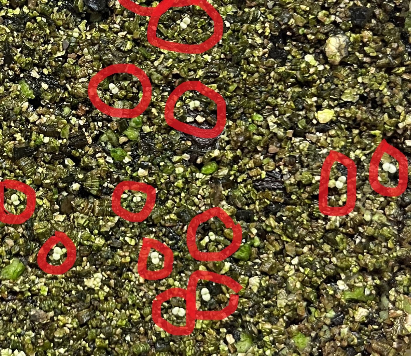 Variegated African Violet Seeds 50 Plus -Mixed Colors – Genuine Saintipaulia