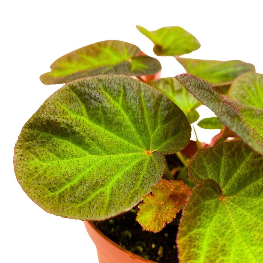 Begonia Manaus, 4 inch Rhizomatous Rhizo Green Orange Brown Fuzzy Leaves