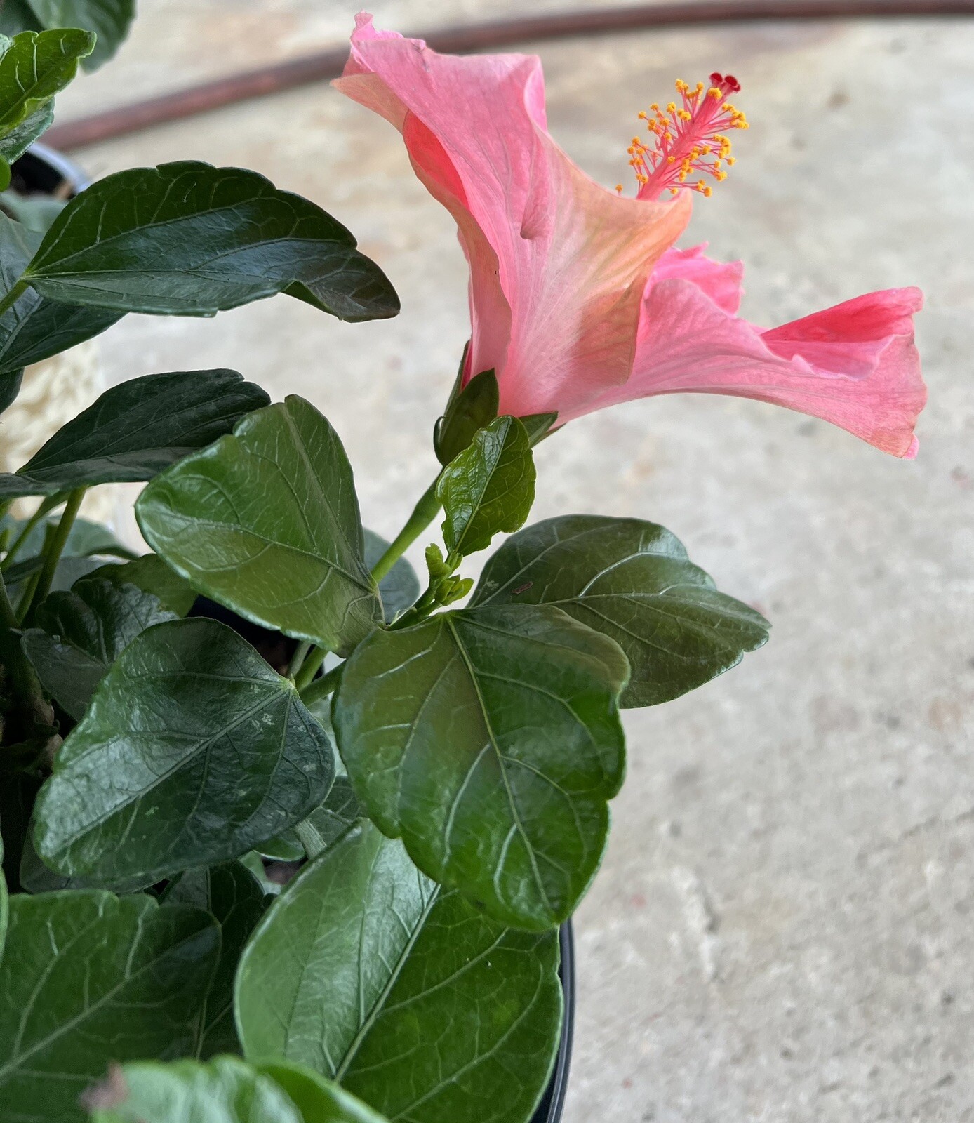 Hibiscus – First Lady