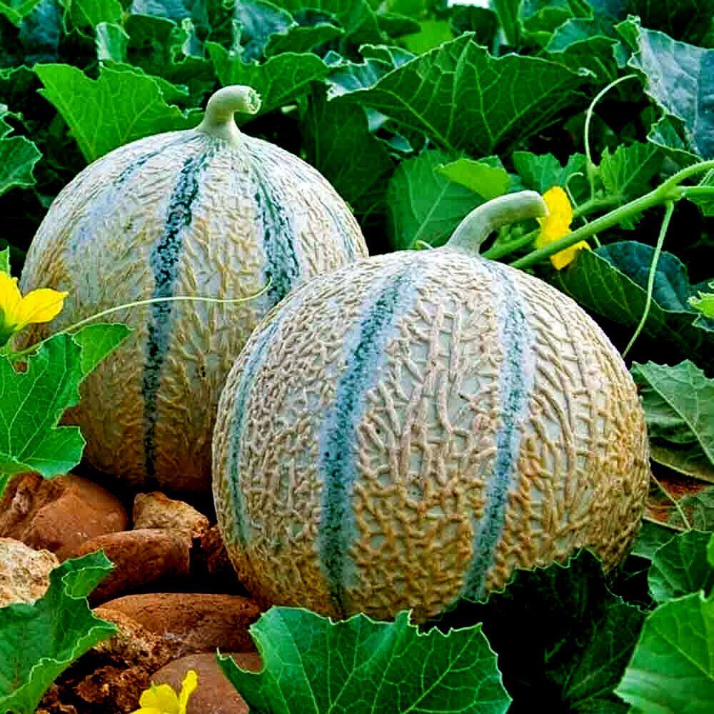 20 Charentais Melon Cantaloupe Seeds NON~GMO Organic Garden French Hybrid Plant