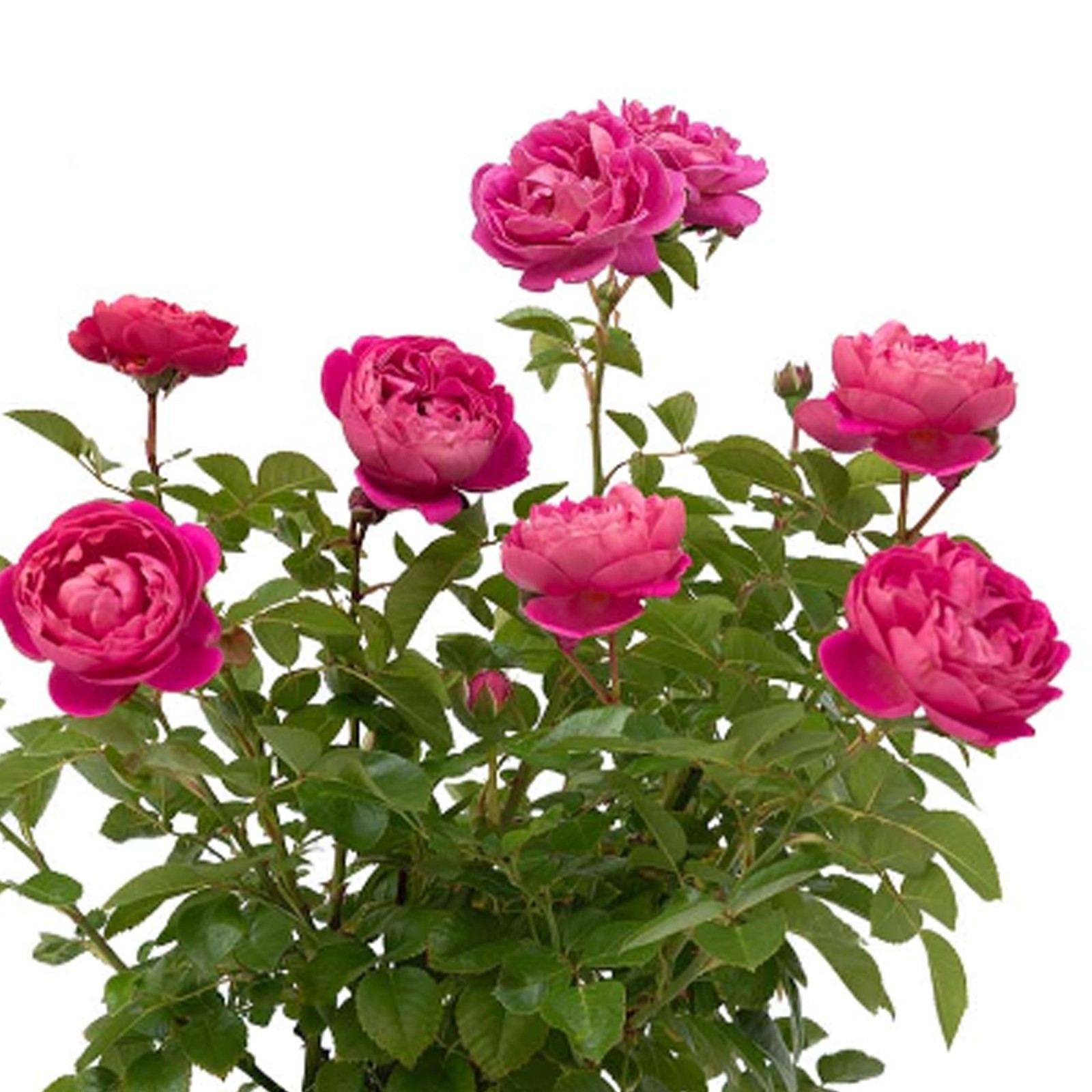 PowerPuff Pink Rose Plant 1.5 Gal Potted Fragrant Flowers, Own Root, Reblooming
