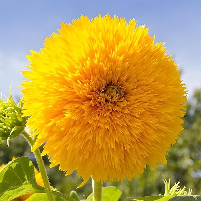 Non-GMO Sunflower Seeds Dwarf Teddy Bear Sunflowe Heirloom Attracts Pollinators
