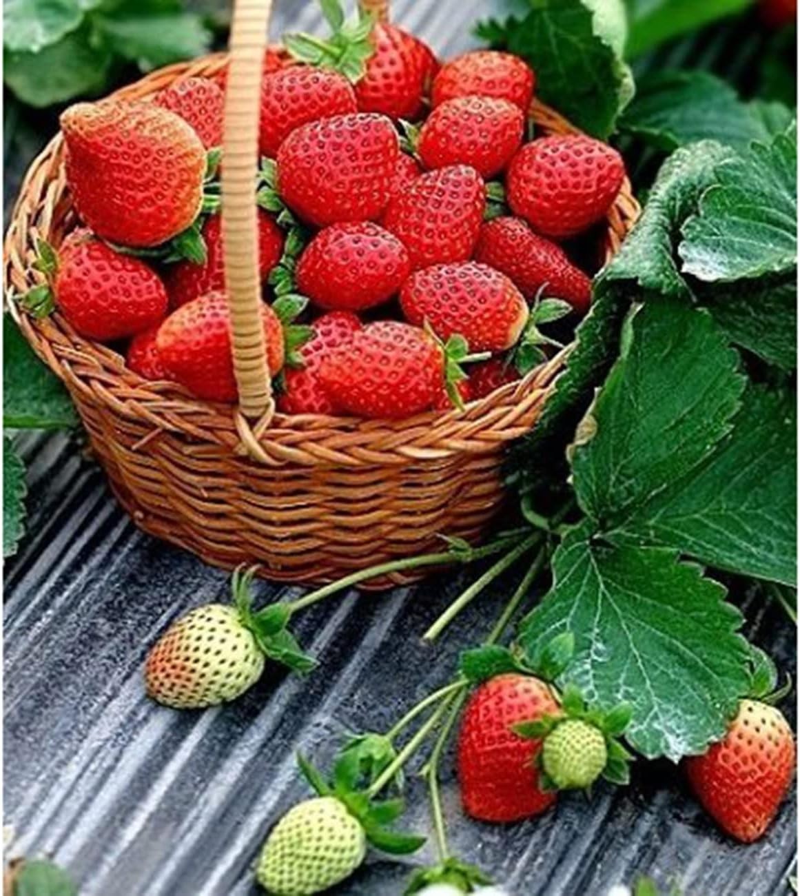Sweet Heirloom Strawberry Seeds for -Round Fresh Berries Non-GMO Garden Crop