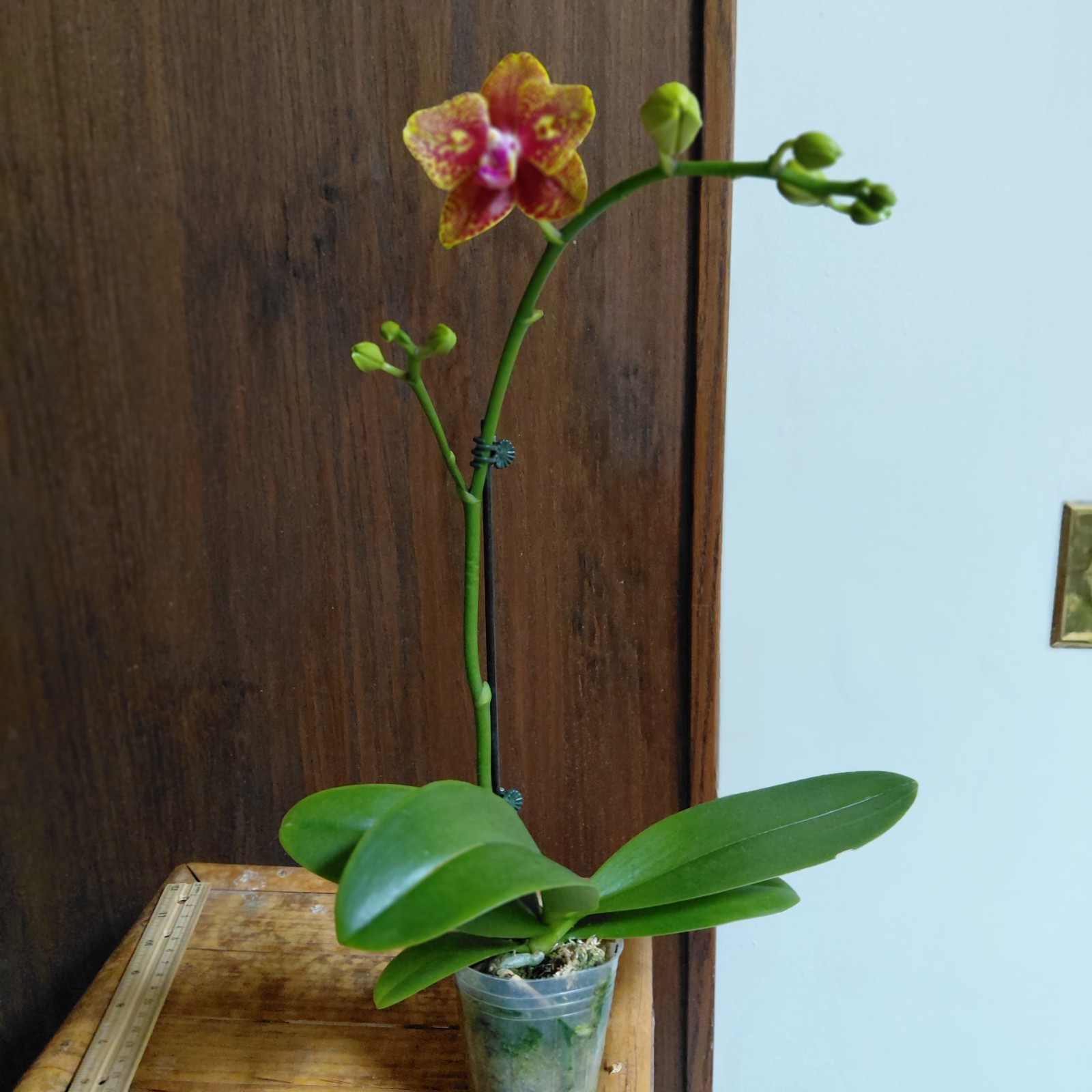 Phalaenopsis -K V Golden Star -Peloric w/ eyes – 1 Spike
