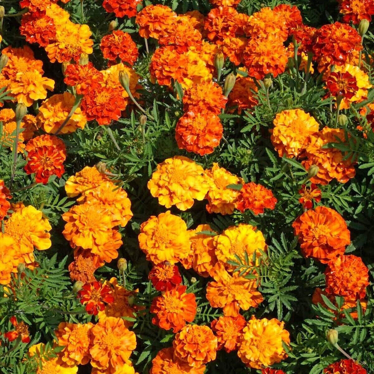 300+ FRENCH SPARKY Dwarf Marigold Mix~Orange, Yellow, Red Non-GMO Heirloom Seeds