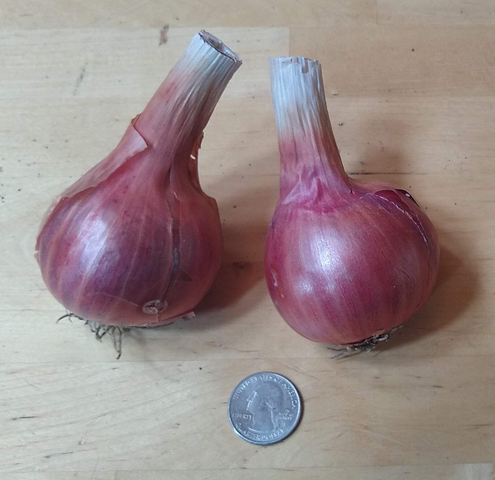 Potato Onion seeds ~ Open Pollinated Heirloom Multiplier Onions