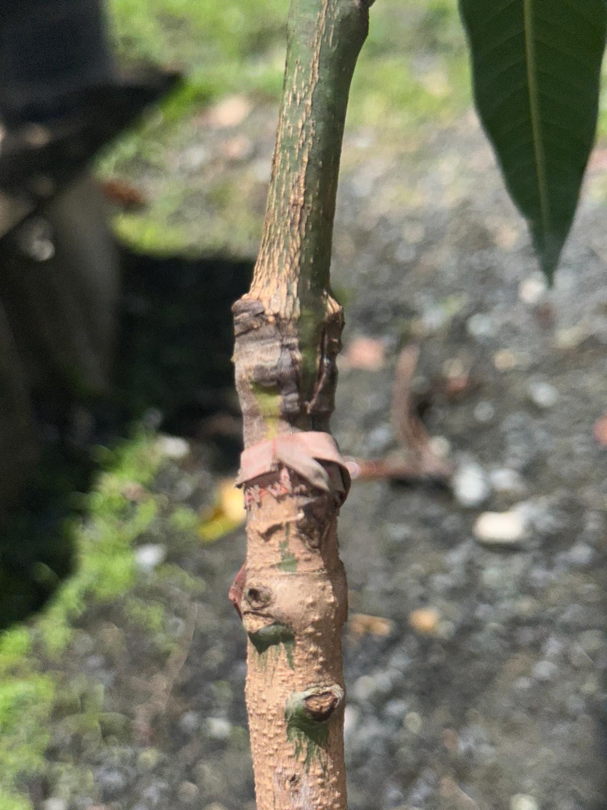 Big Grafted Mango (Mangifera ) Alphonso Live Fruit Tree (1.5-3 ft) Indica