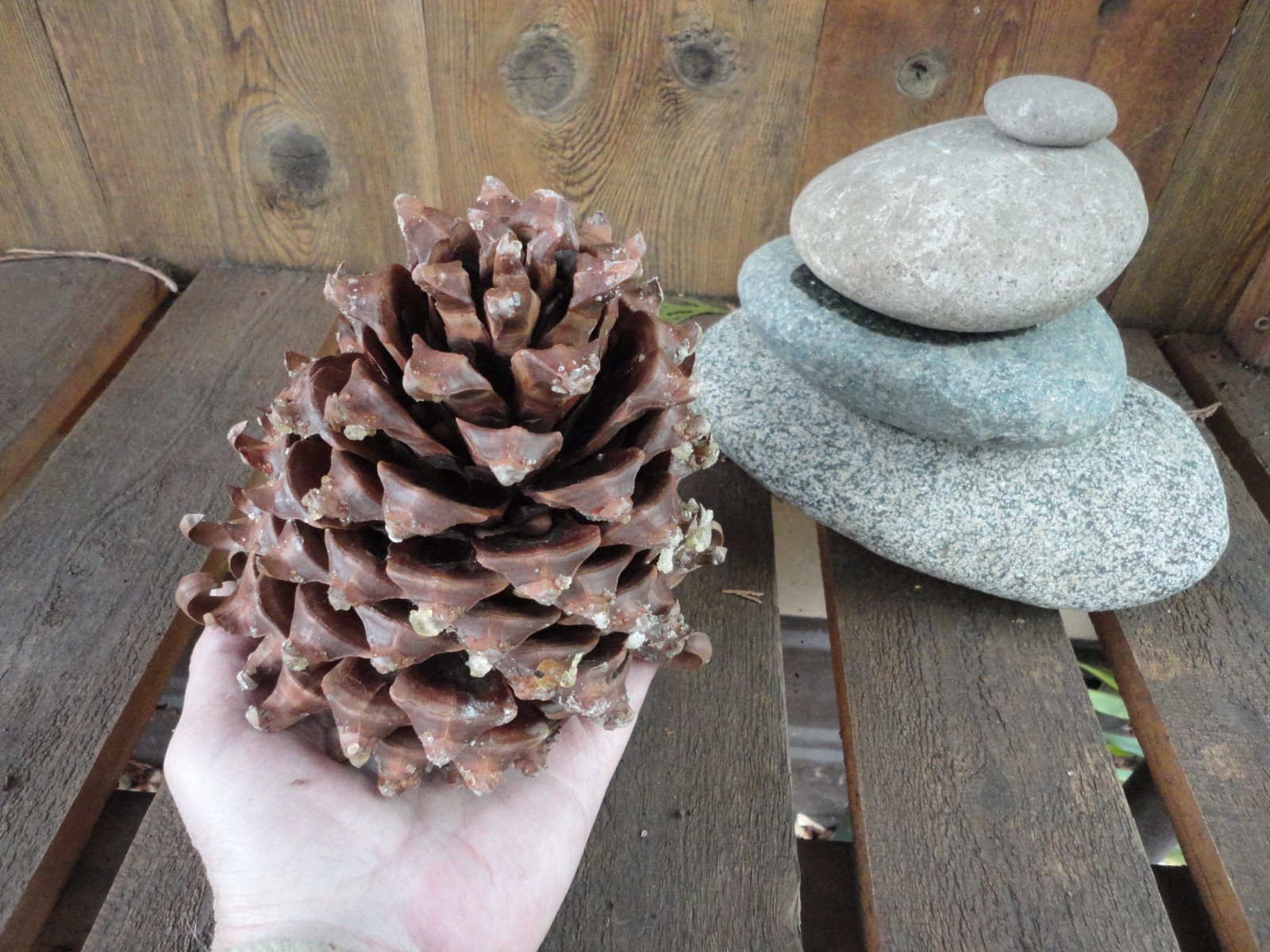 Digger Pine/Gray Pine/ Ghost Pine – Pre-Bonsai 4 year old Trees *Growers Choice*