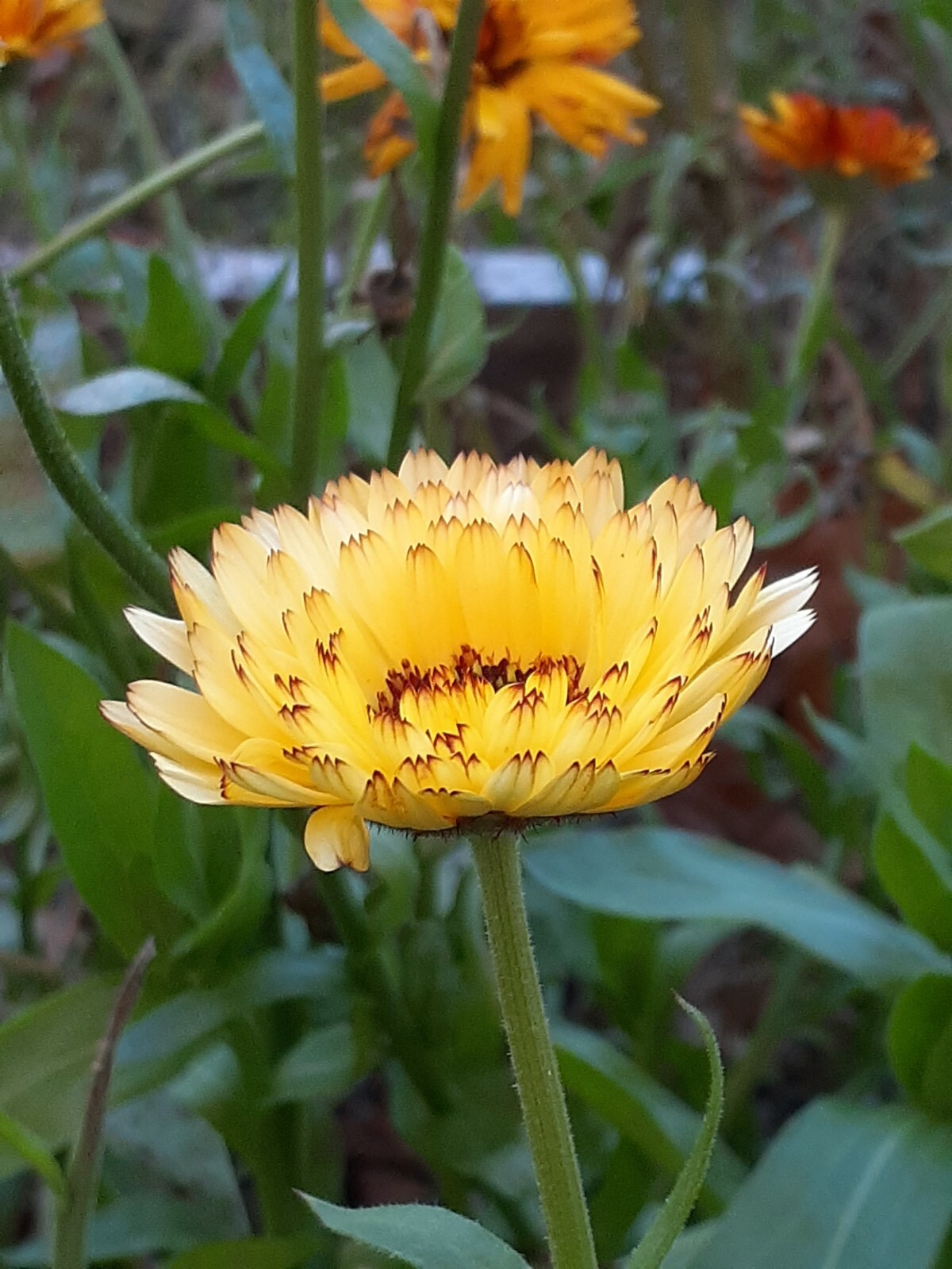 calendula mix 35+ Seeds