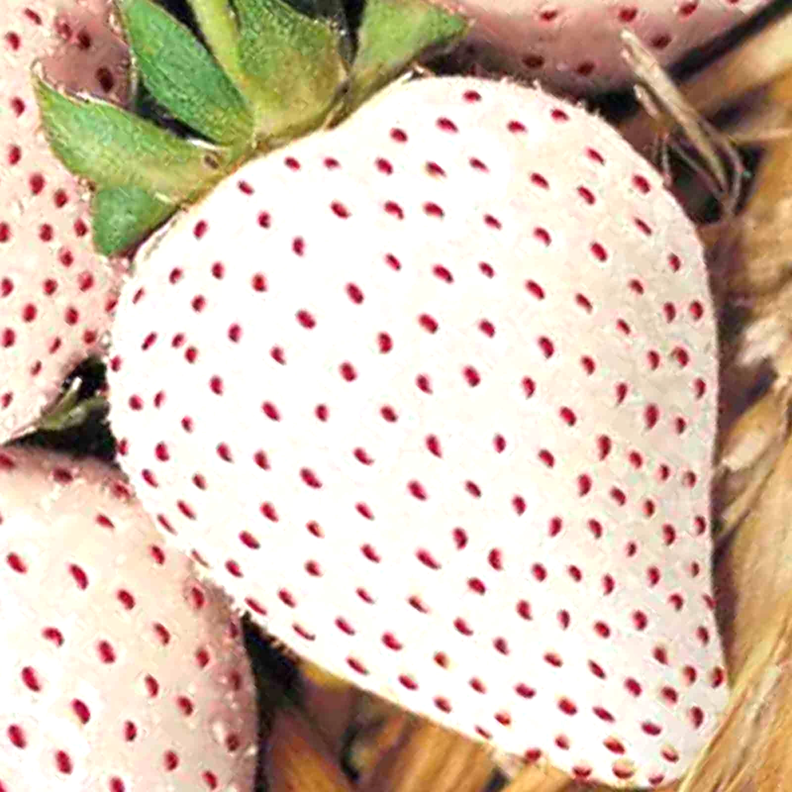 WHITE WONDER STRAWBERRY 100 SEEDS AUTUMN PERENNIAL HEIRLOOM NON-GMO FRUIT USA