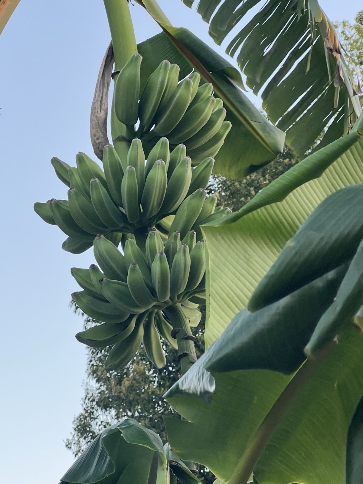 Burro Plantain Live Semilla Platano Tree 10in-18in With Corm Attached, Rootball