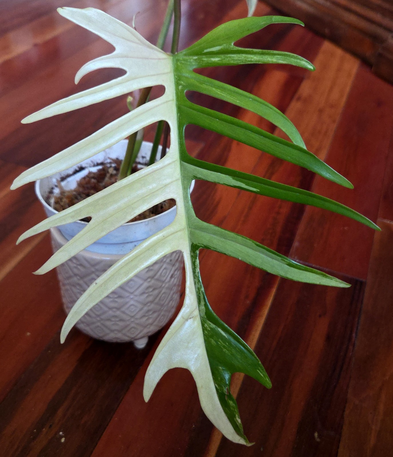 Rare Philodendron Florida Beauty X Tortum 21″ Wide Aroid Not Monstera Anthurium