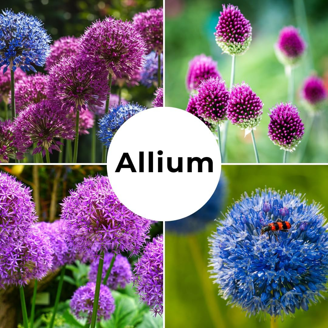 Drumstick Allium Bulbs – Easy to Grow Pennial Flowers, Deer Resistant (10 Bulbs)